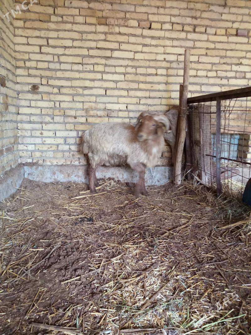 kockar - Farap - img 1