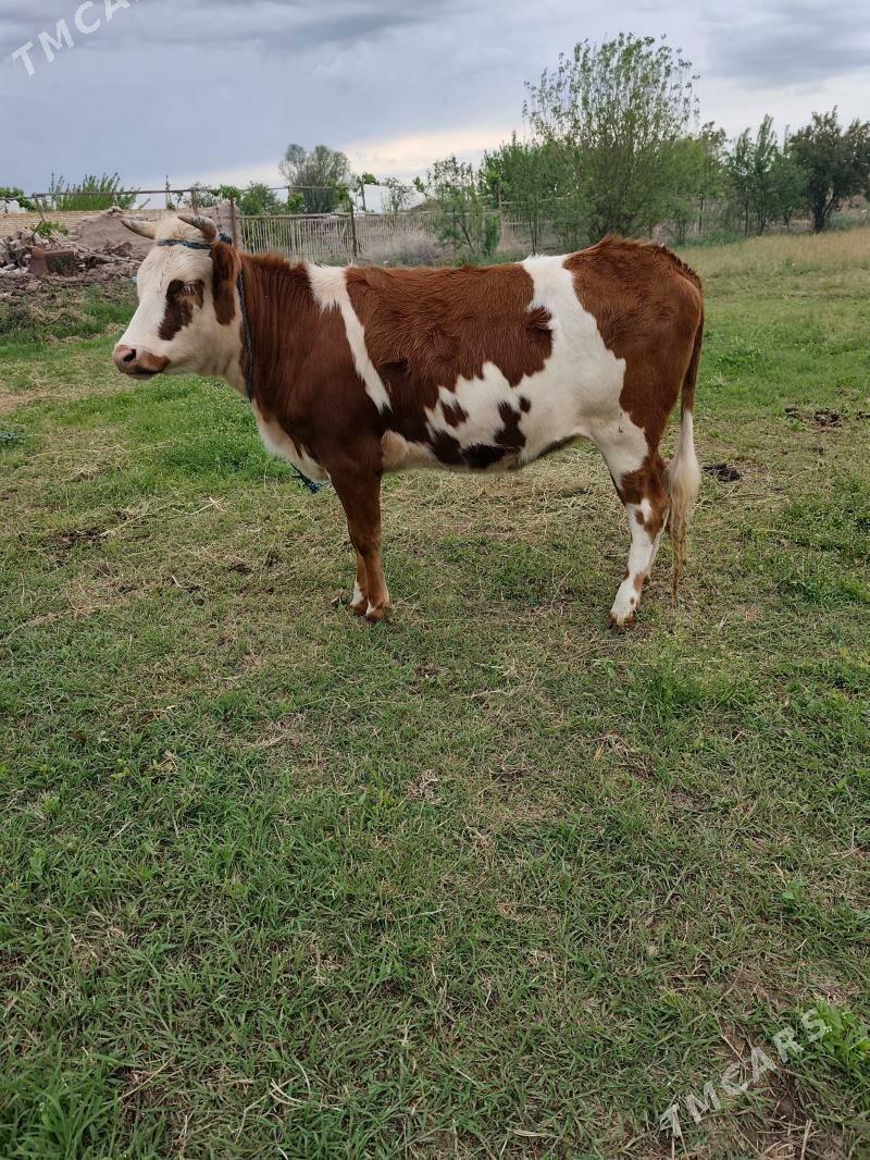 unajyn - Türkmenabat - img 1