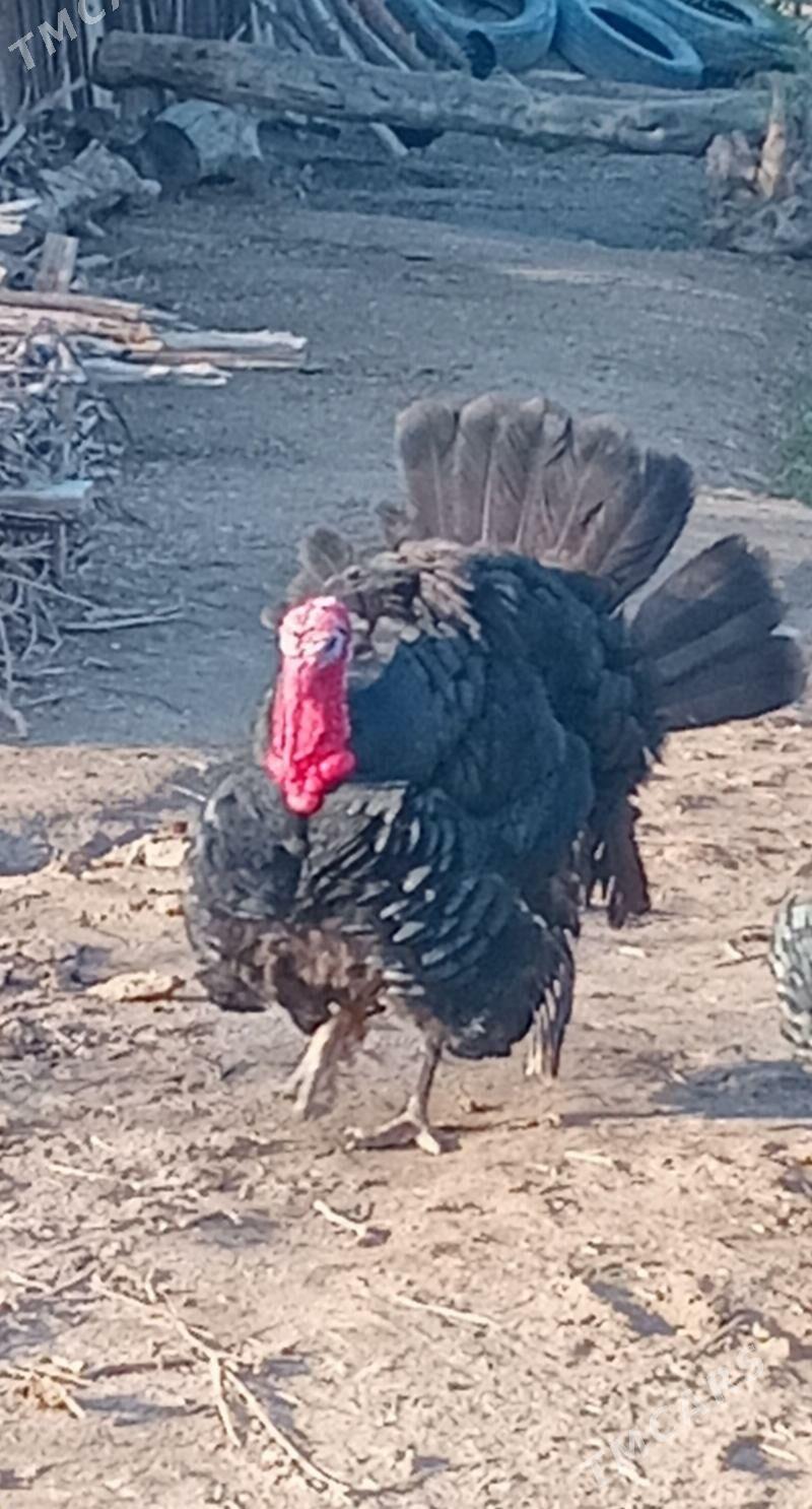 induk - Daşoguz - img 1