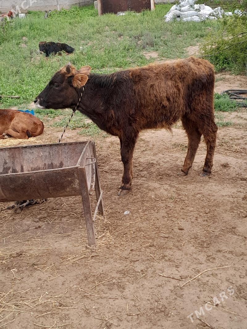 okuz - Гёкдепе - img 1