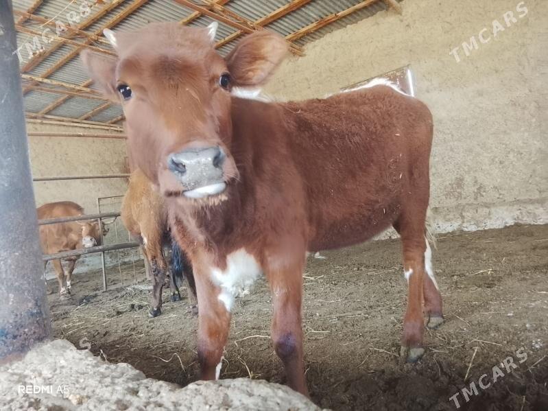 tüwe - Бузмеин - img 1