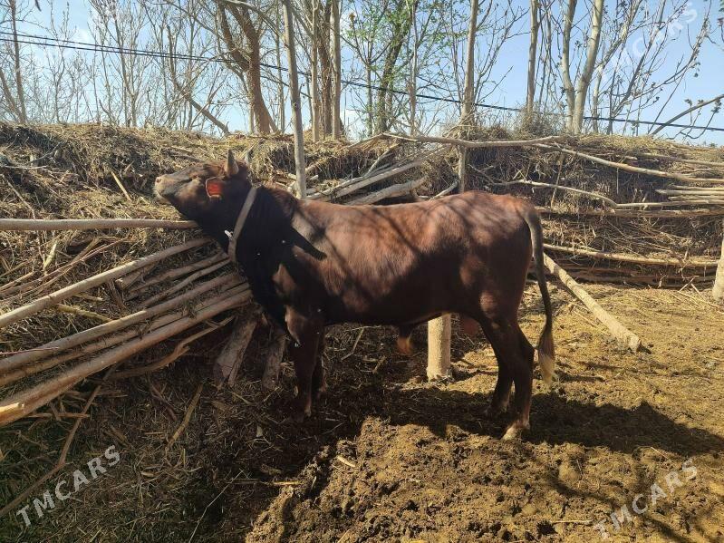 Okuz - Baýramaly - img 1