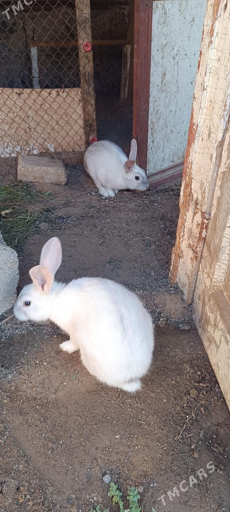 towşonlor - Gypjak - img 1