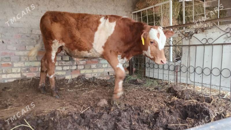 сментал келек окуз - Türkmenabat - img 1