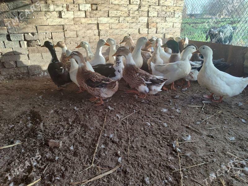 Ordek - Байрамали - img 1