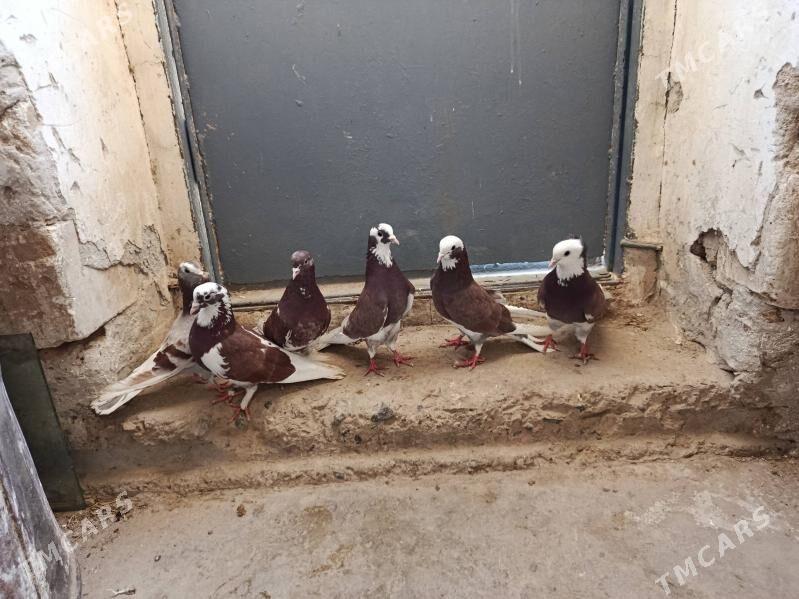 kepderi. - Gyzylarbat - img 1