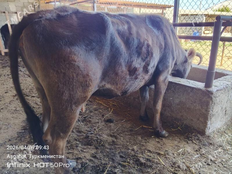 gysyr sygyr - Гёкдепе - img 1