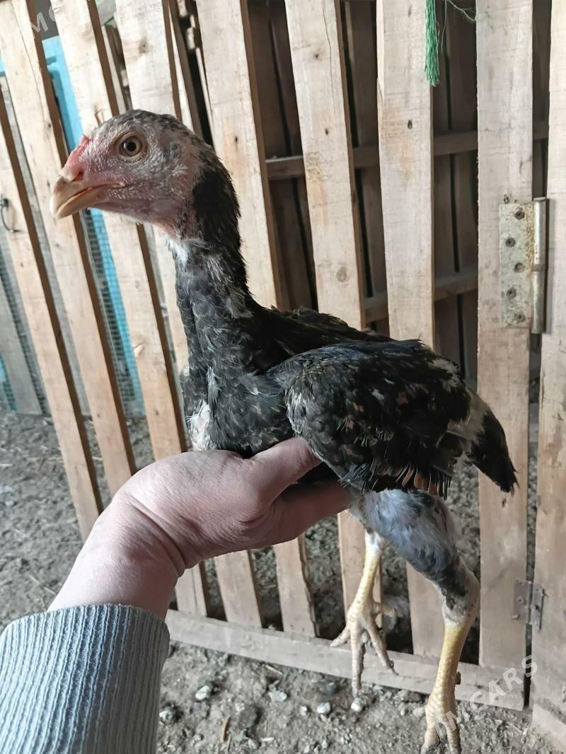 juje horaz - Дашогуз - img 1