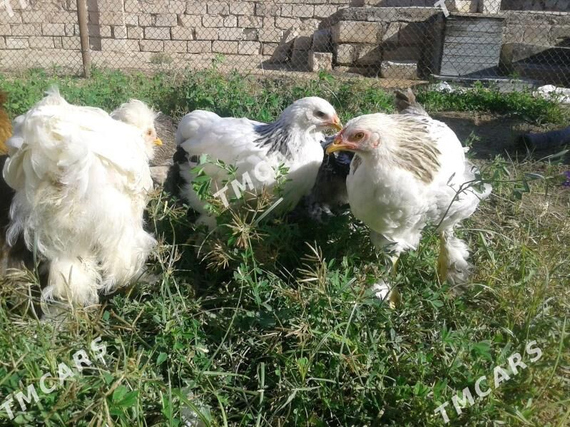 induk towuk - Türkmenbaşy - img 1