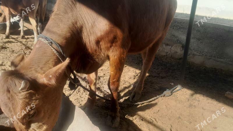 bakylan yas sygyr - Mary - img 1