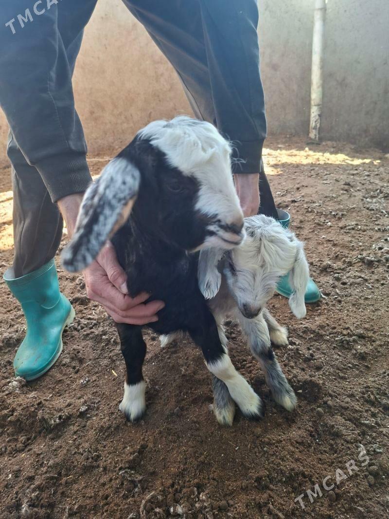 Owlak - Garadamak Şor - img 1