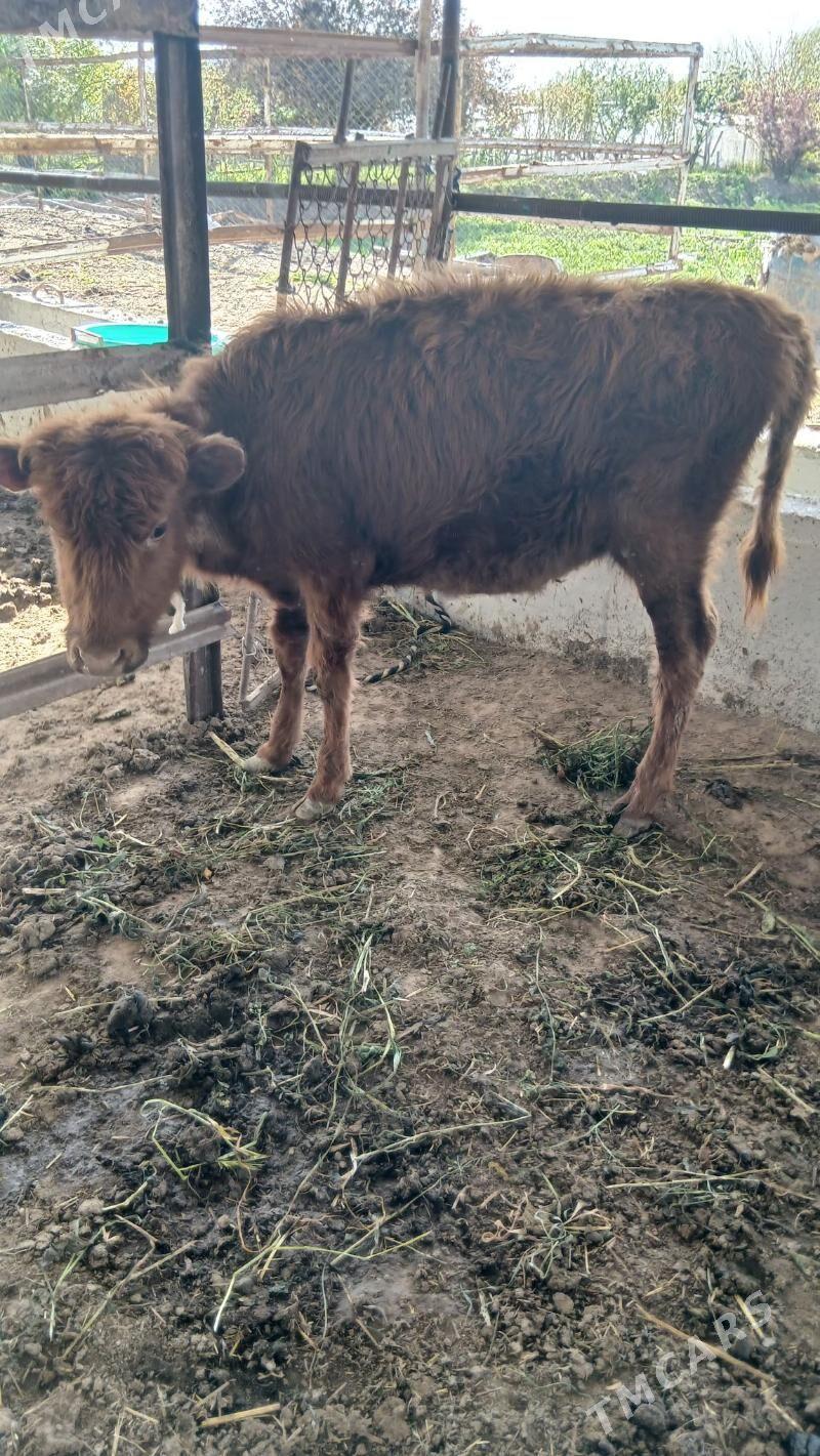 gulajyn gole - Murgap - img 1