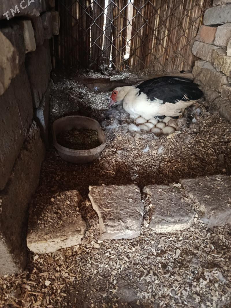 KÜRK MUSKUS ORDEK. - Türkmenabat - img 1