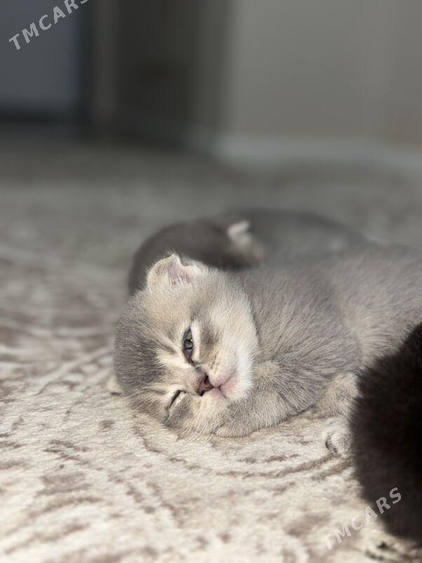 Шотланская шиншилла вислоухая - Aşgabat - img 1