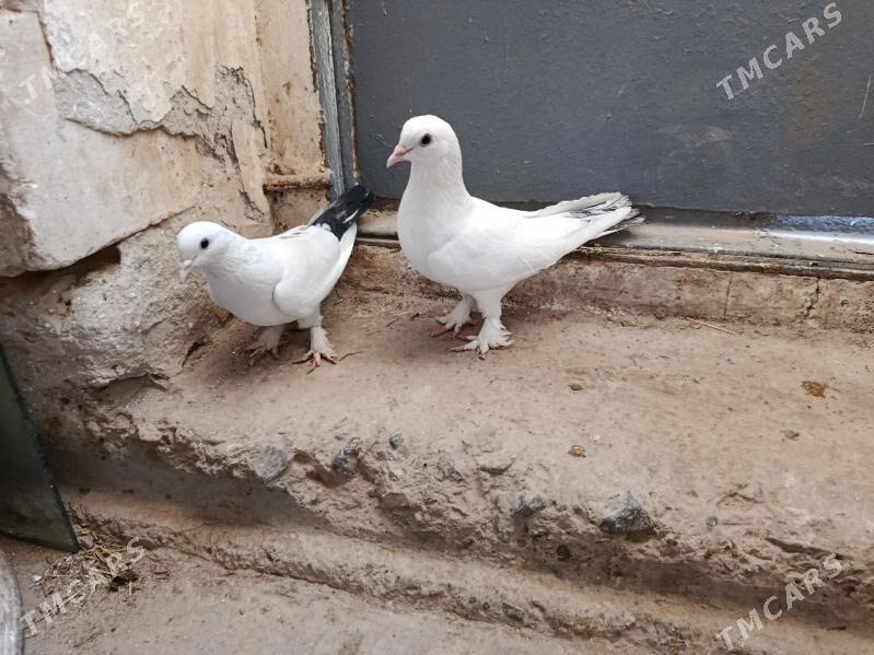 kepderi. - Гызыларбат - img 1