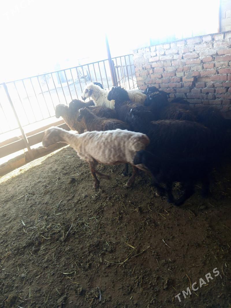 işşek - Bäherden - img 1