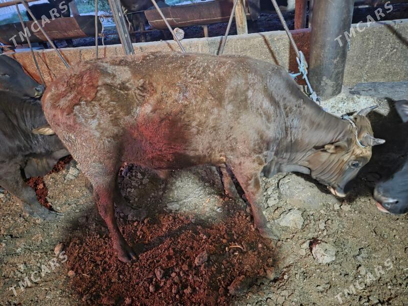 okuz - Чарджоу - img 1