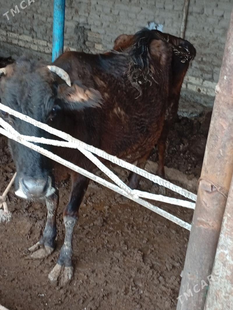 goleli sygyr - Türkmenabat - img 1