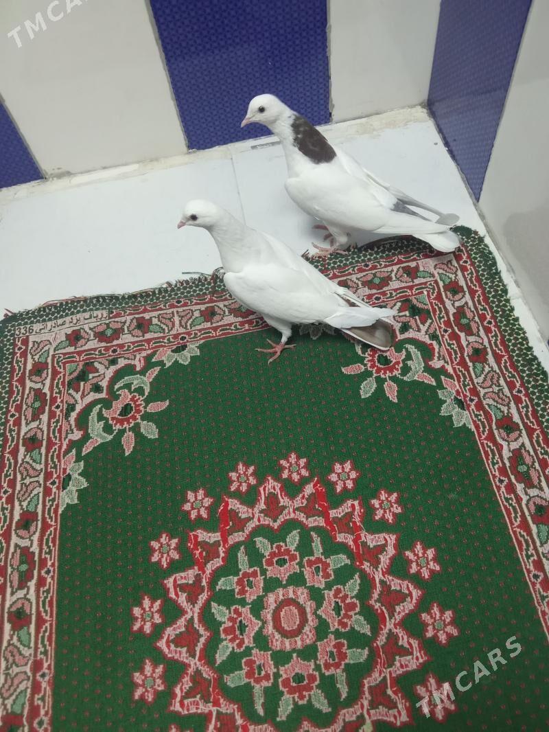 kepderi - Гызыларбат - img 1