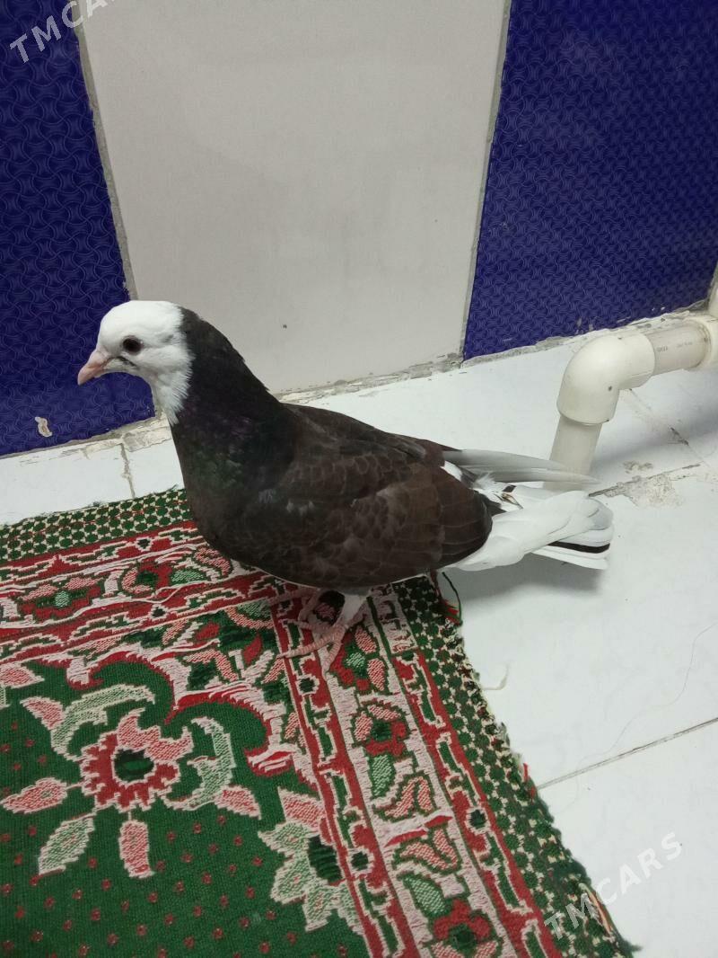 kepderi - Gyzylarbat - img 1