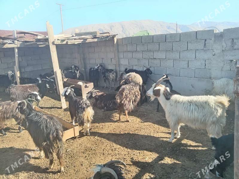 Ownuk mallar - Балканабат - img 1