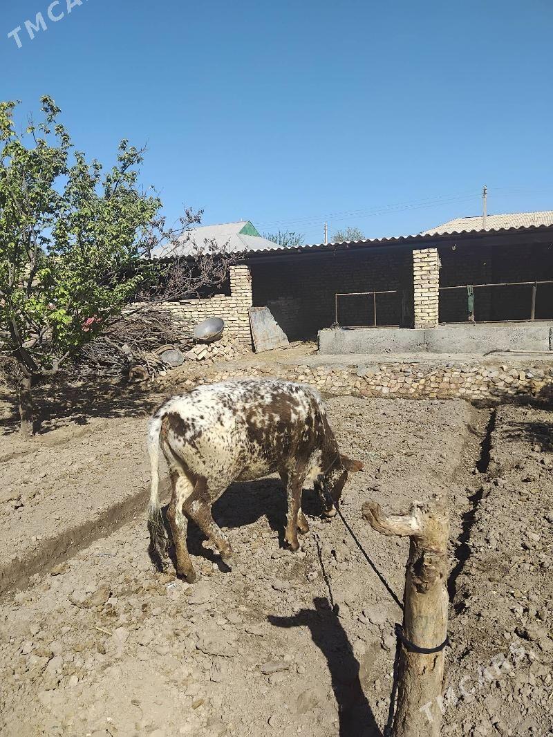 gurat tüwe - Babadaýhan - img 1