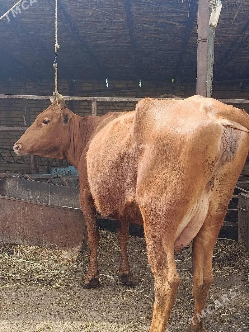 голели сыгыр - Чарджоу - img 1