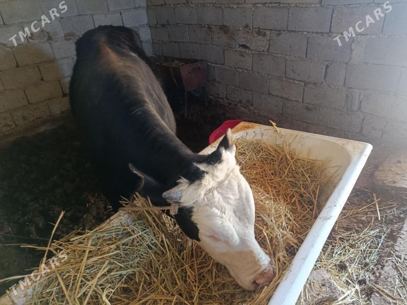 Öküz - Ялкым - img 1