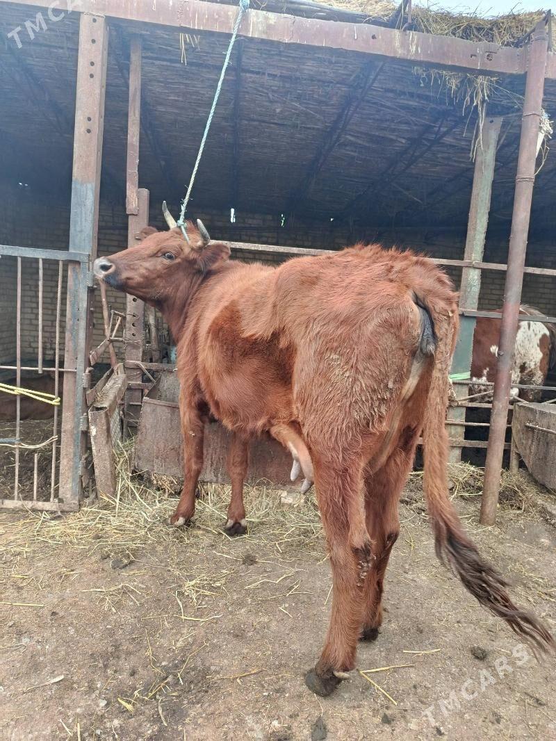 арасса бурлат голели сыгыр - Чарджоу - img 1