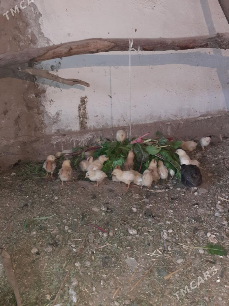 juje mesni browil gatsan - Сейди - img 1