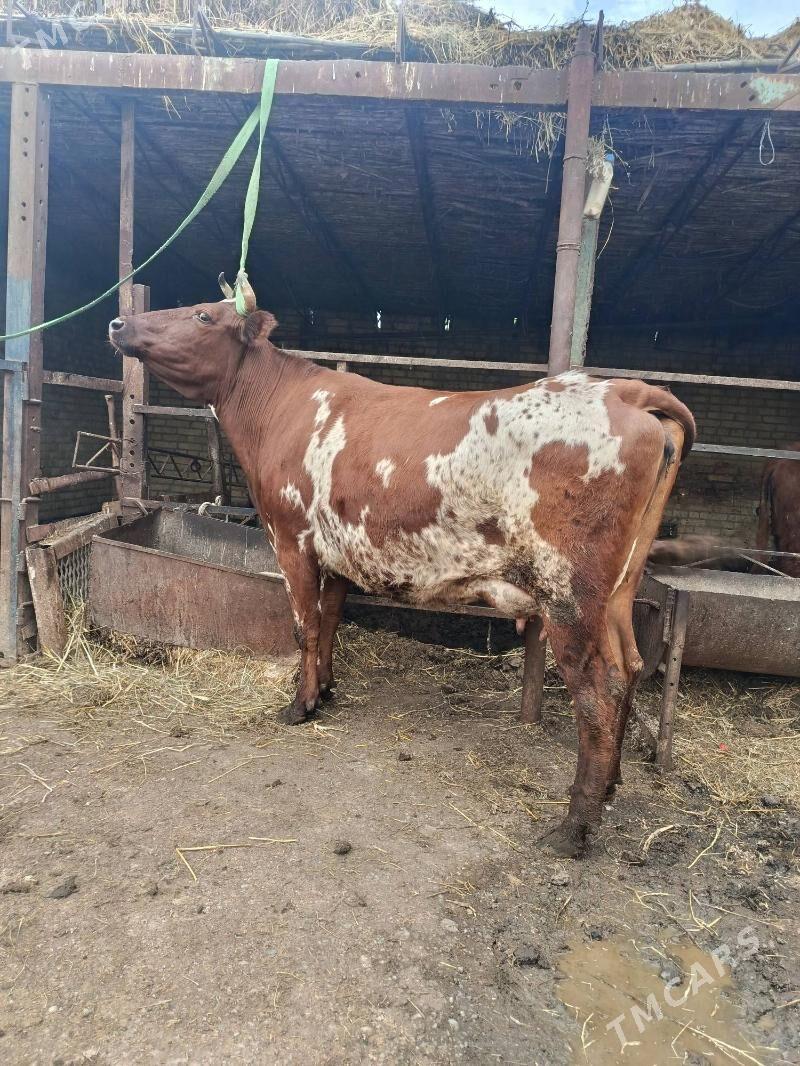 голели сыгыр - Чарджоу - img 1