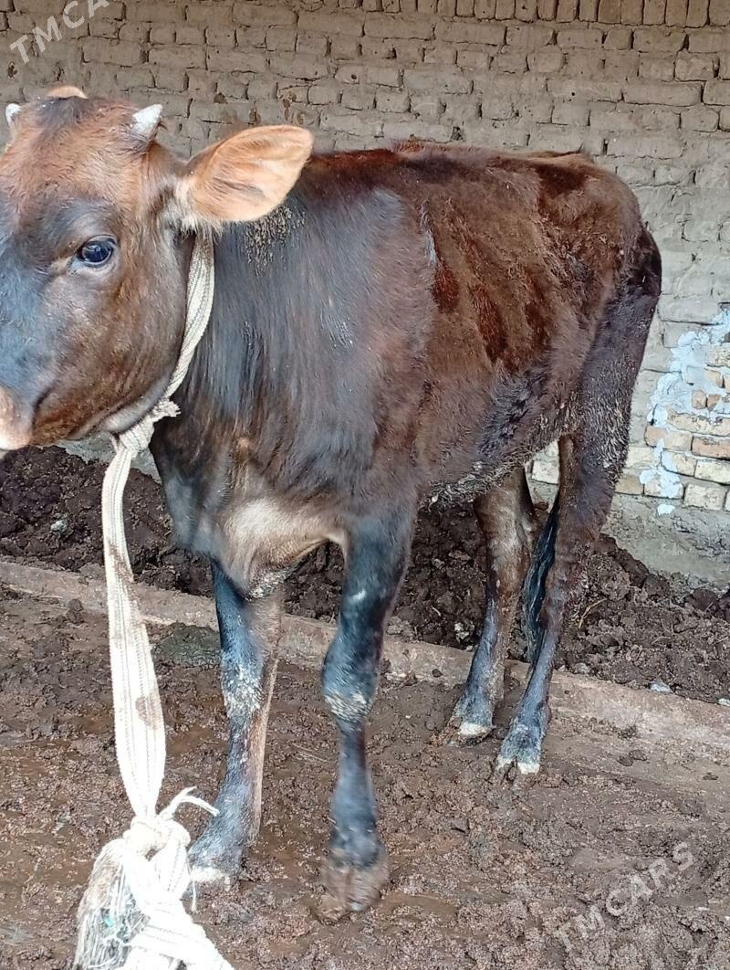 unajyn - Türkmenabat - img 1