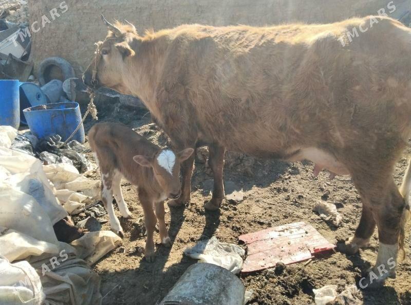 Sygyr okiz - Туркменбаши - img 1