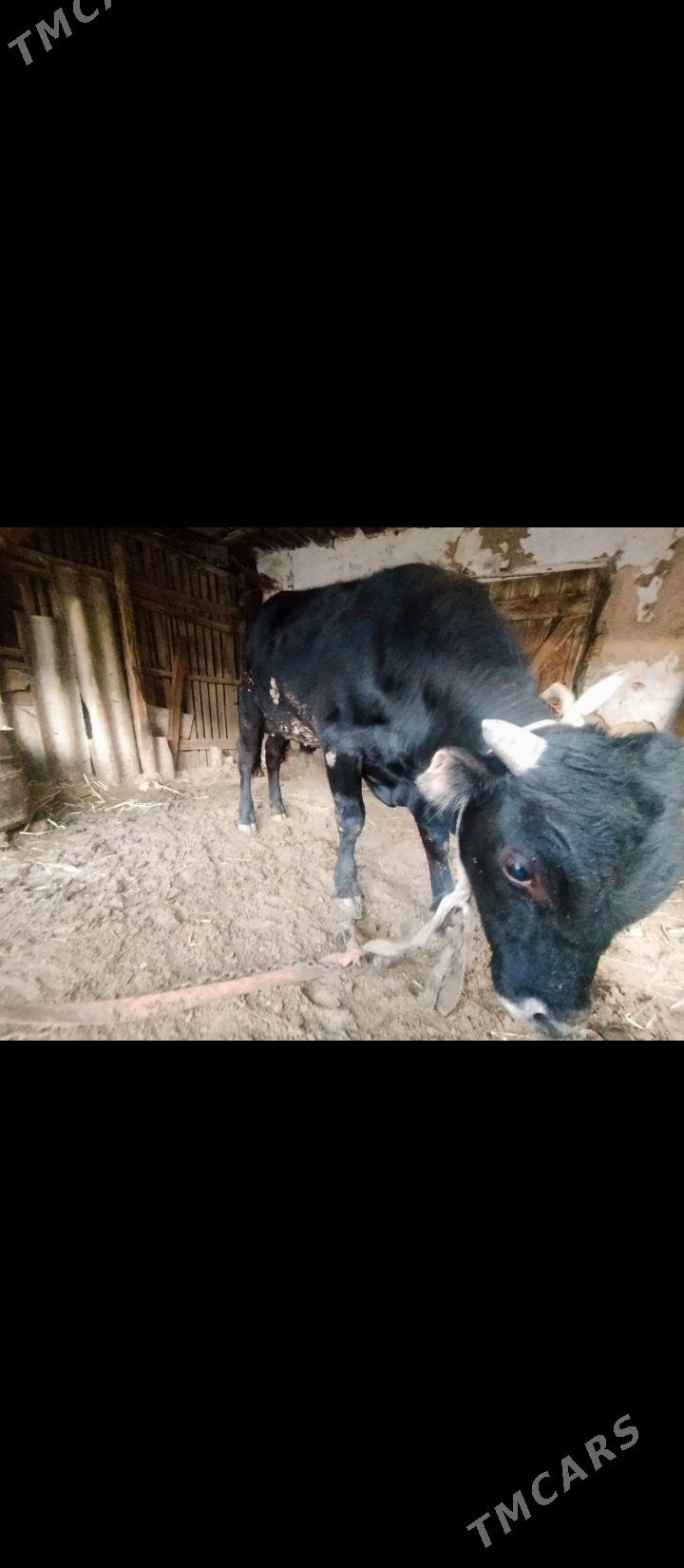 Okuz - Гызыларбат - img 1