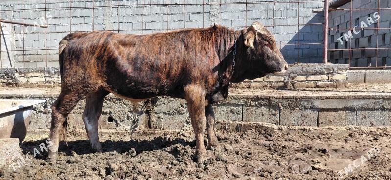 okuz - Гёкдепе - img 1