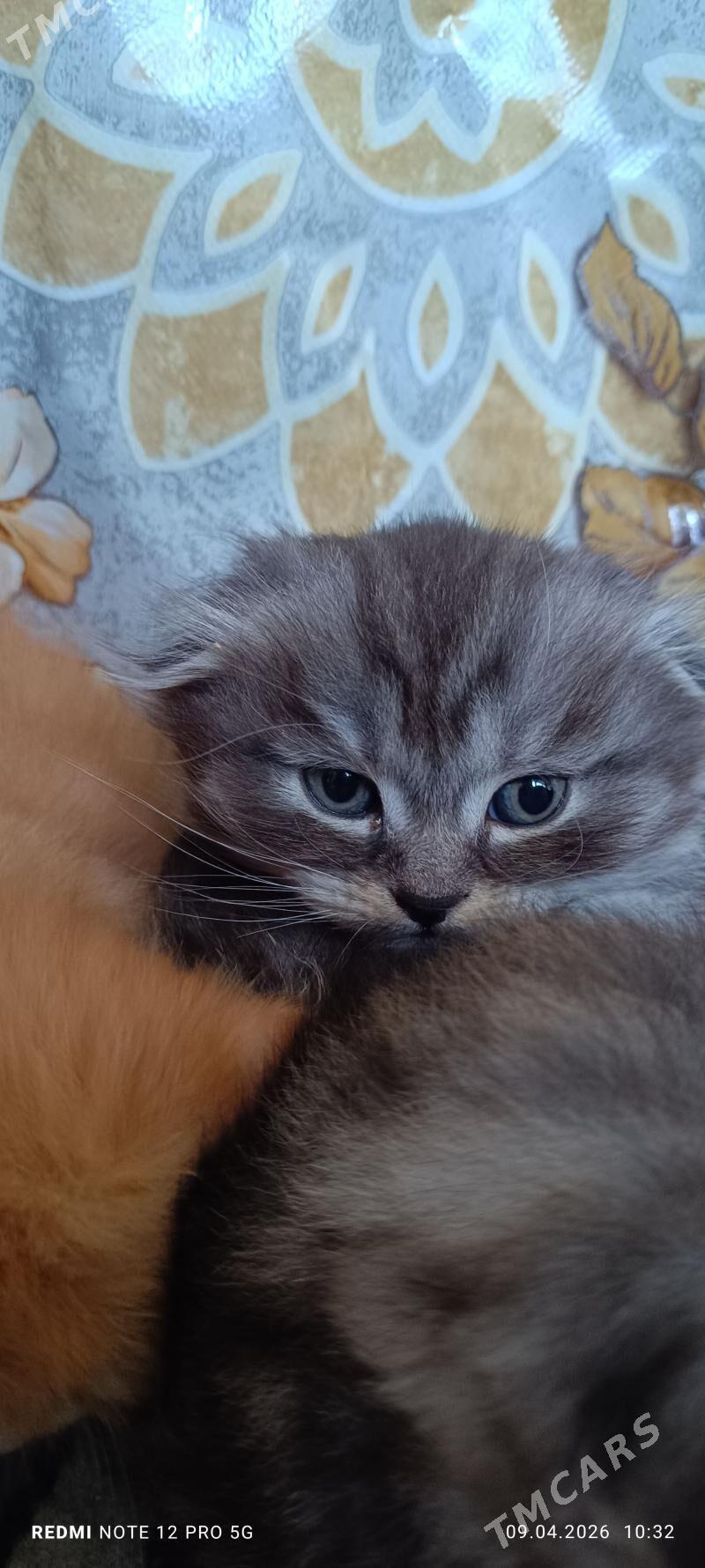 котята вислоухие - Aşgabat - img 1