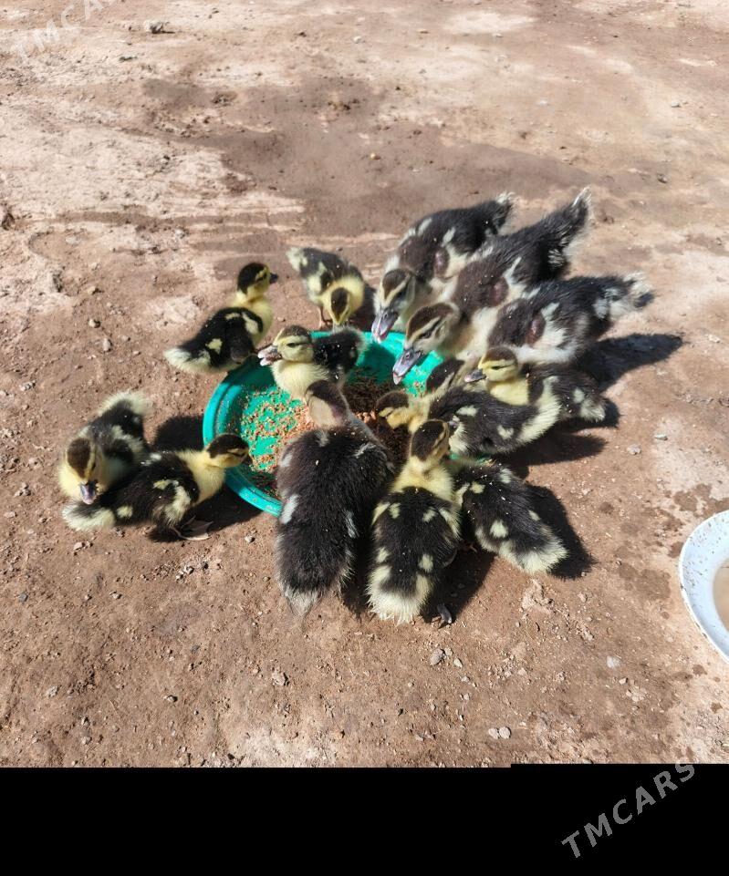 indautga - Теджен - img 1