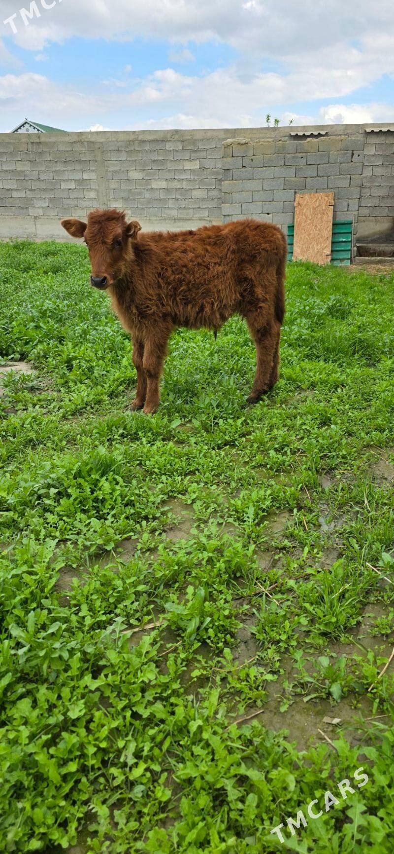 okuz - Гёкдепе - img 1