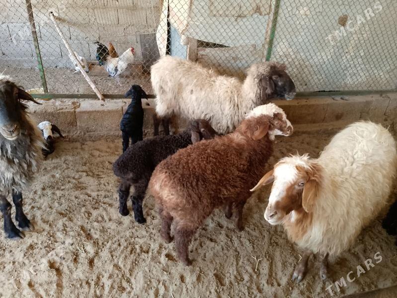 guzuly goýun we awlakly geçi - Balkanabat - img 1