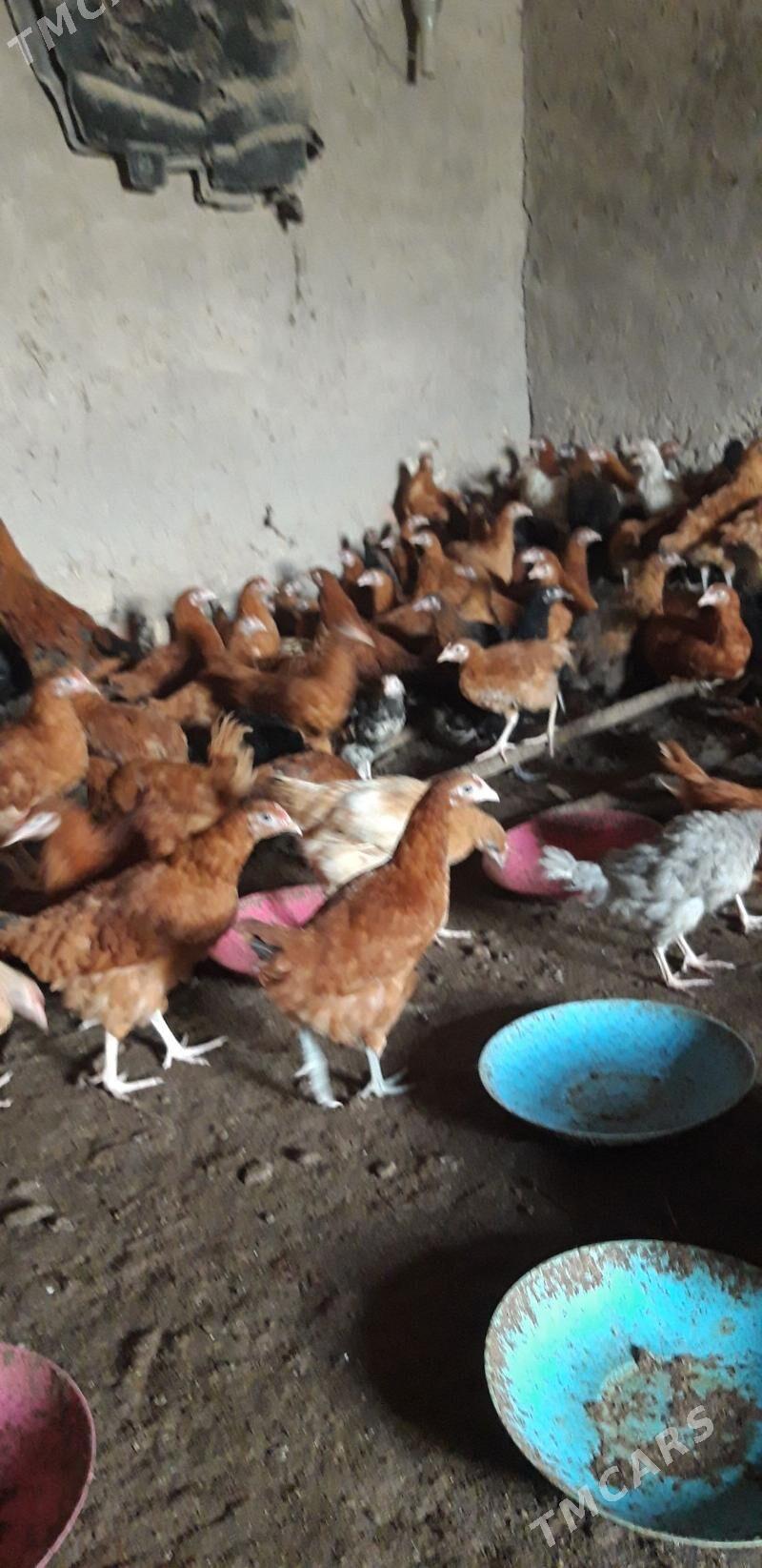 Jüýje - Gubadag - img 1