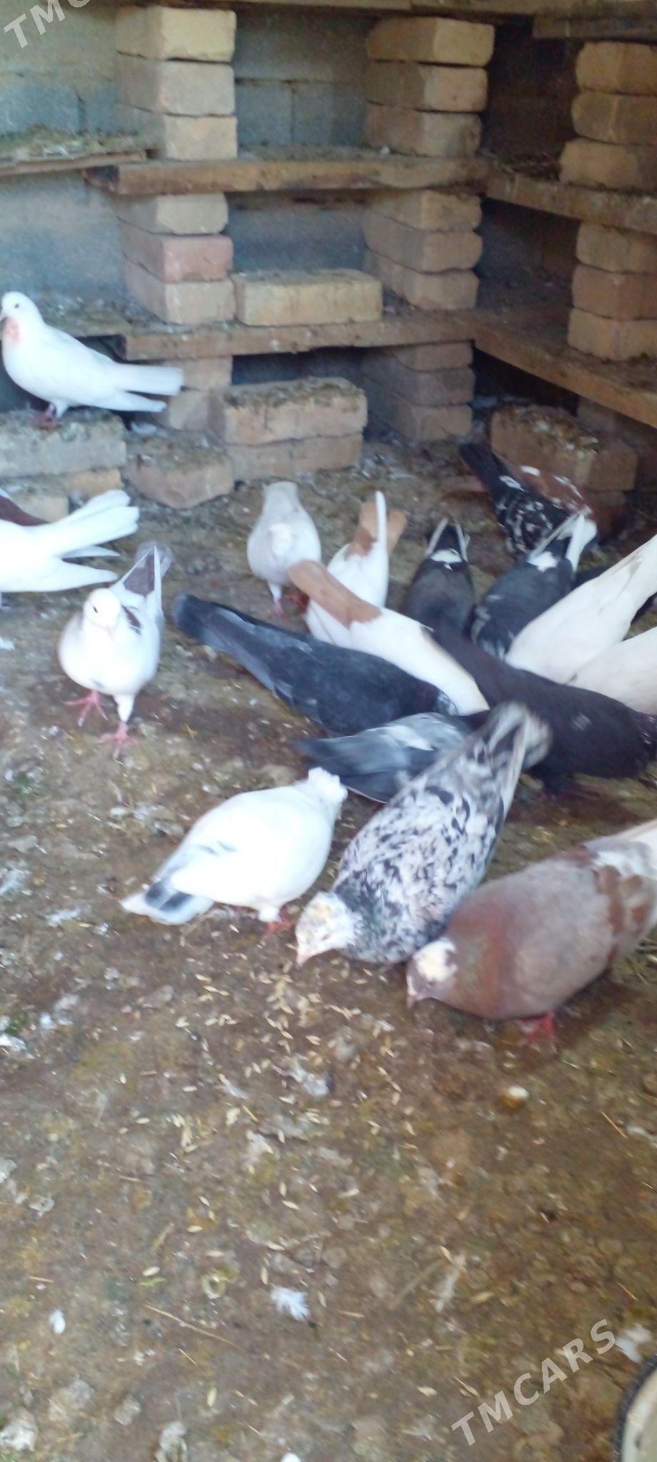 кепдери - Анев - img 1