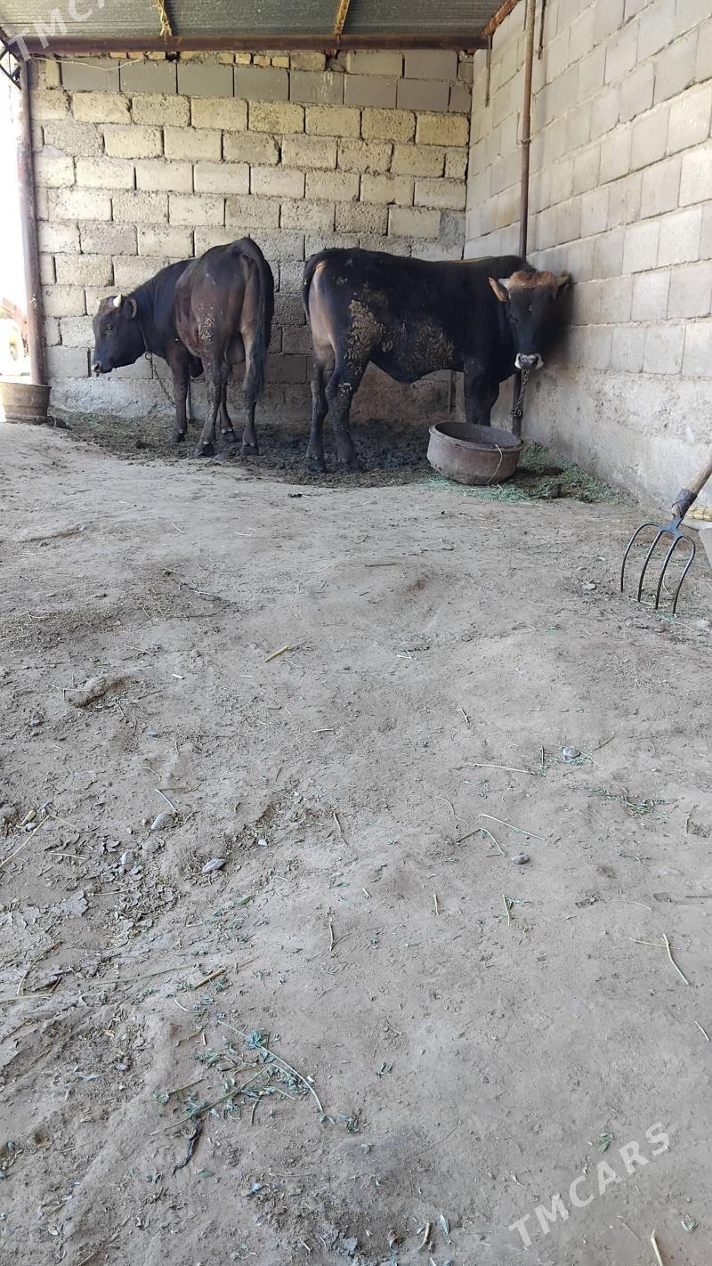 Okuz - Бахарден - img 1