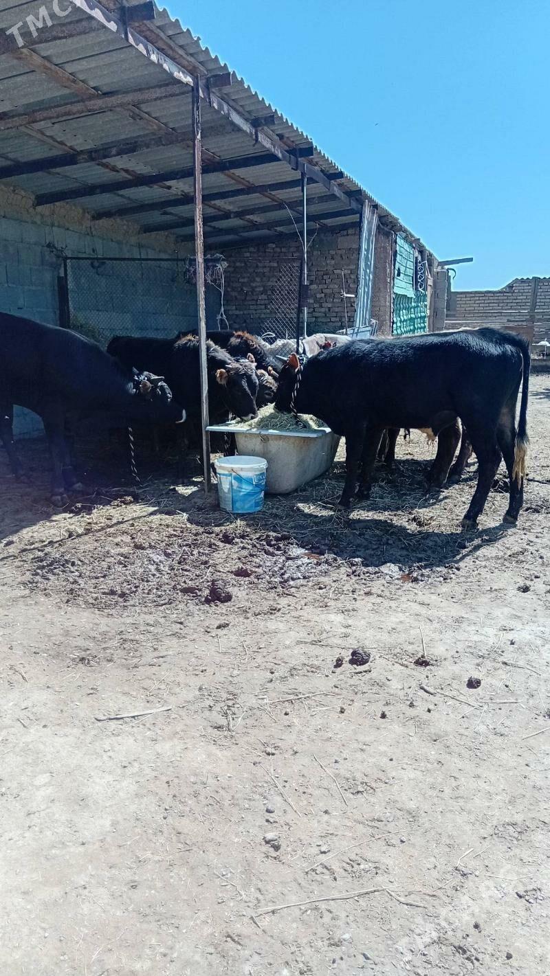 okuzler - Kaka - img 1