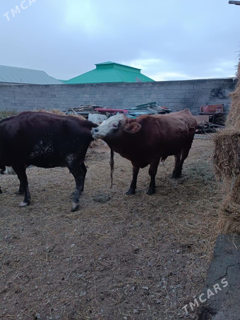 Öküz simintal - Гёкдепе - img 1