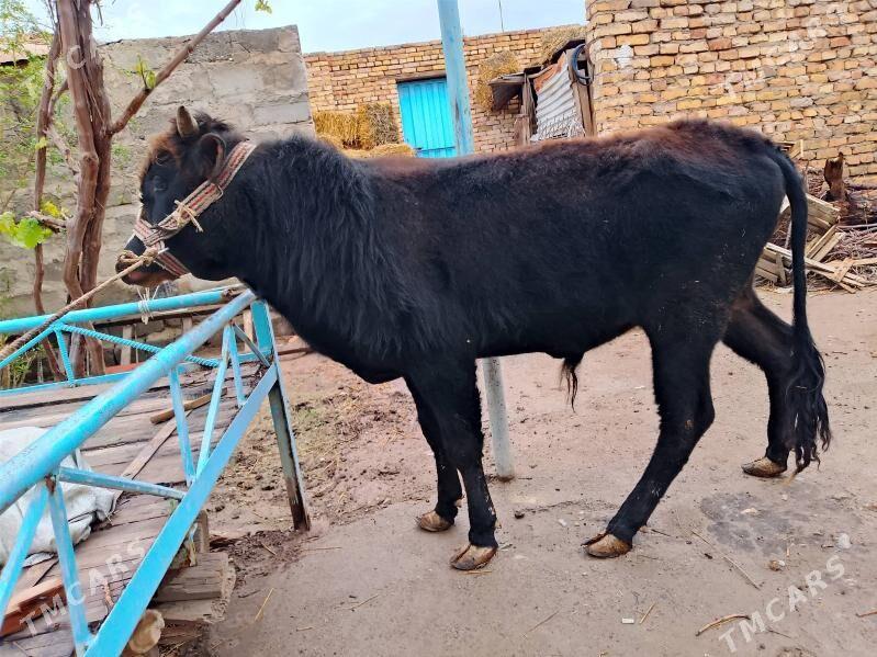 okuzler - Туркменабат - img 1