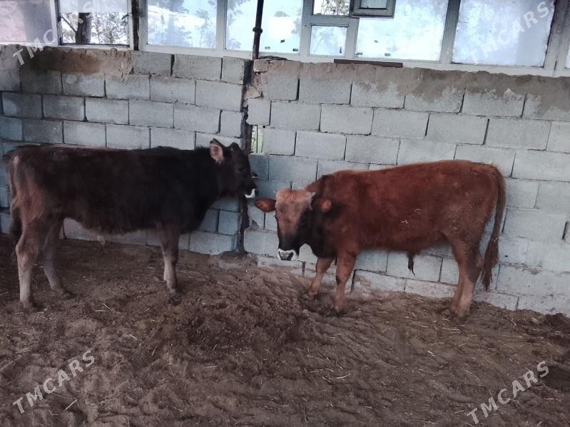 okuz - Ak bugdaý etraby - img 1