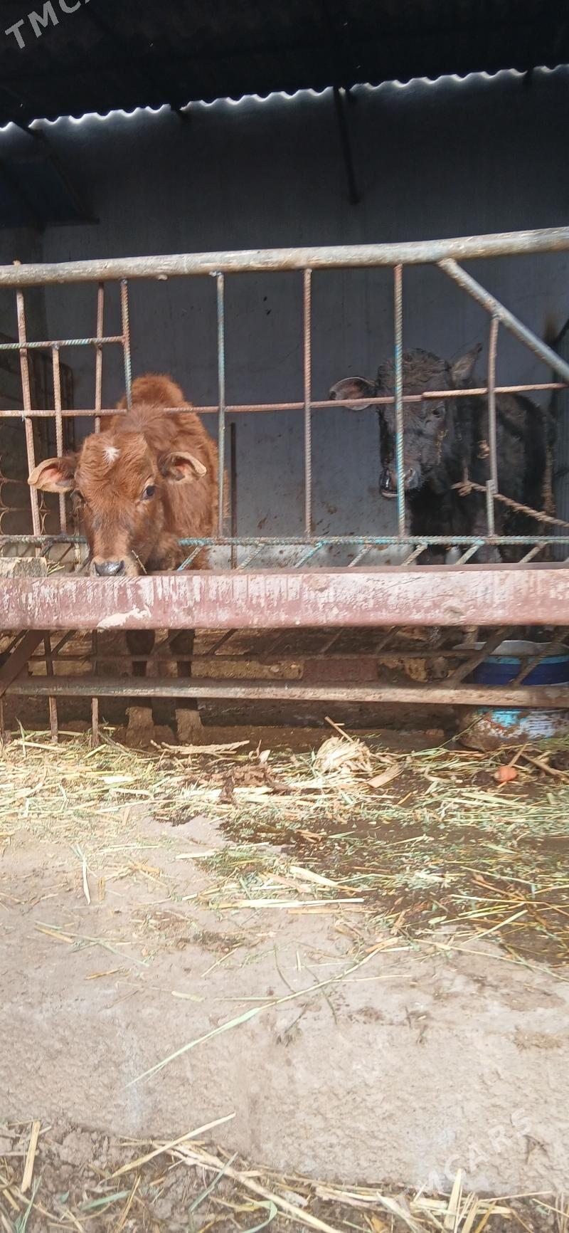 okuz - Херрикгала - img 1