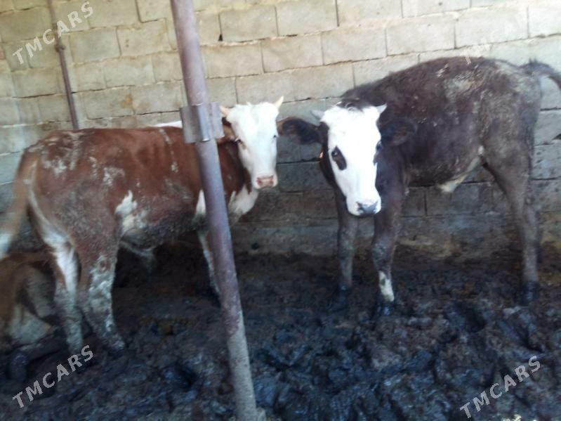 Smental öküzler - Бузмеин - img 1
