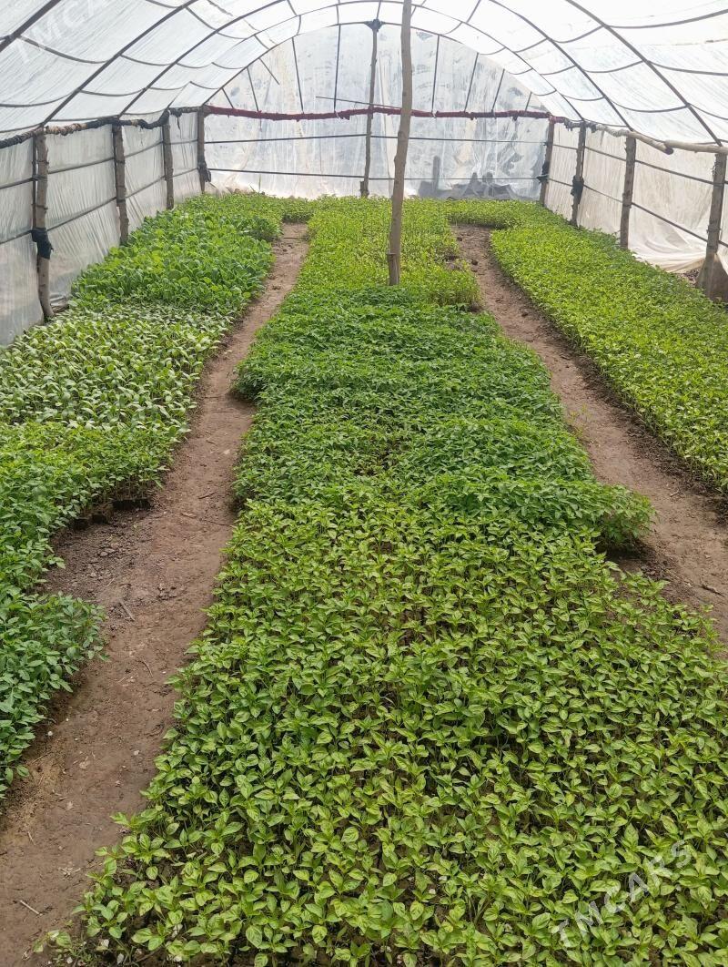 pomidor nal - Шабатский этрап - img 1