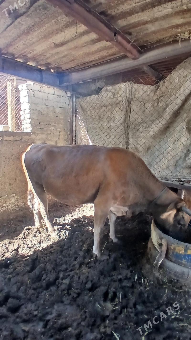 Sygyr - Анев - img 1